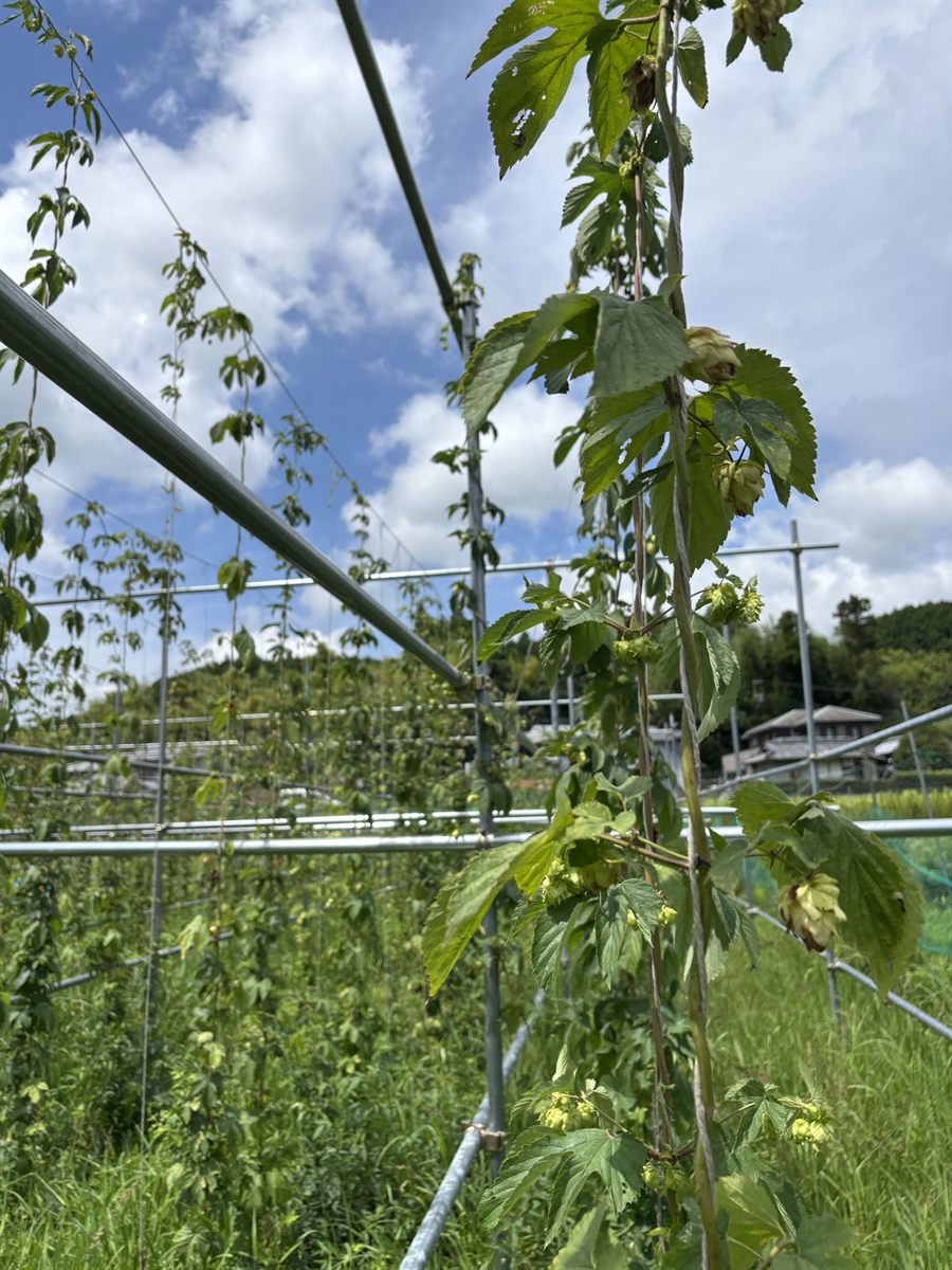 棚に這わせたホップの蔓と、実りはじめた毬花。