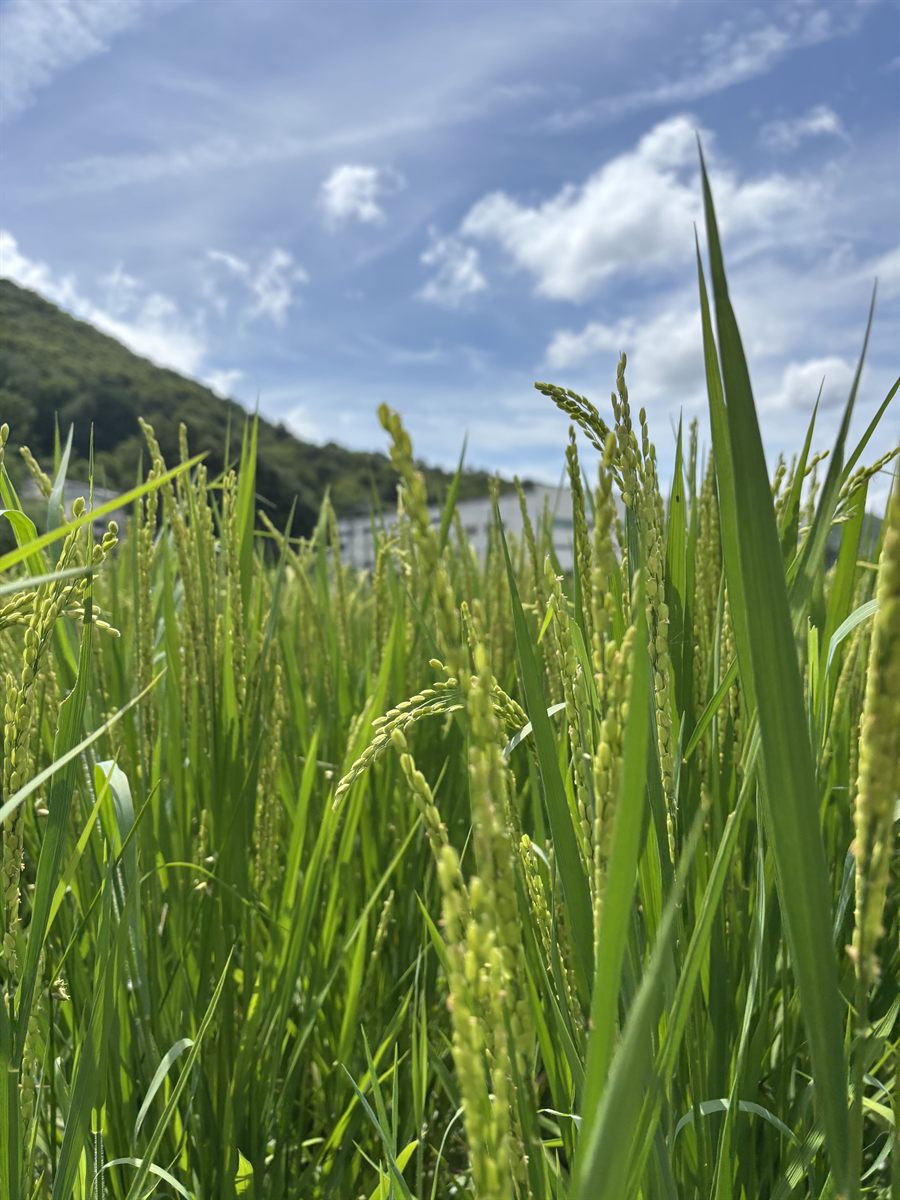 実りかけの稲穂。奥に山の稜線と夏の空。