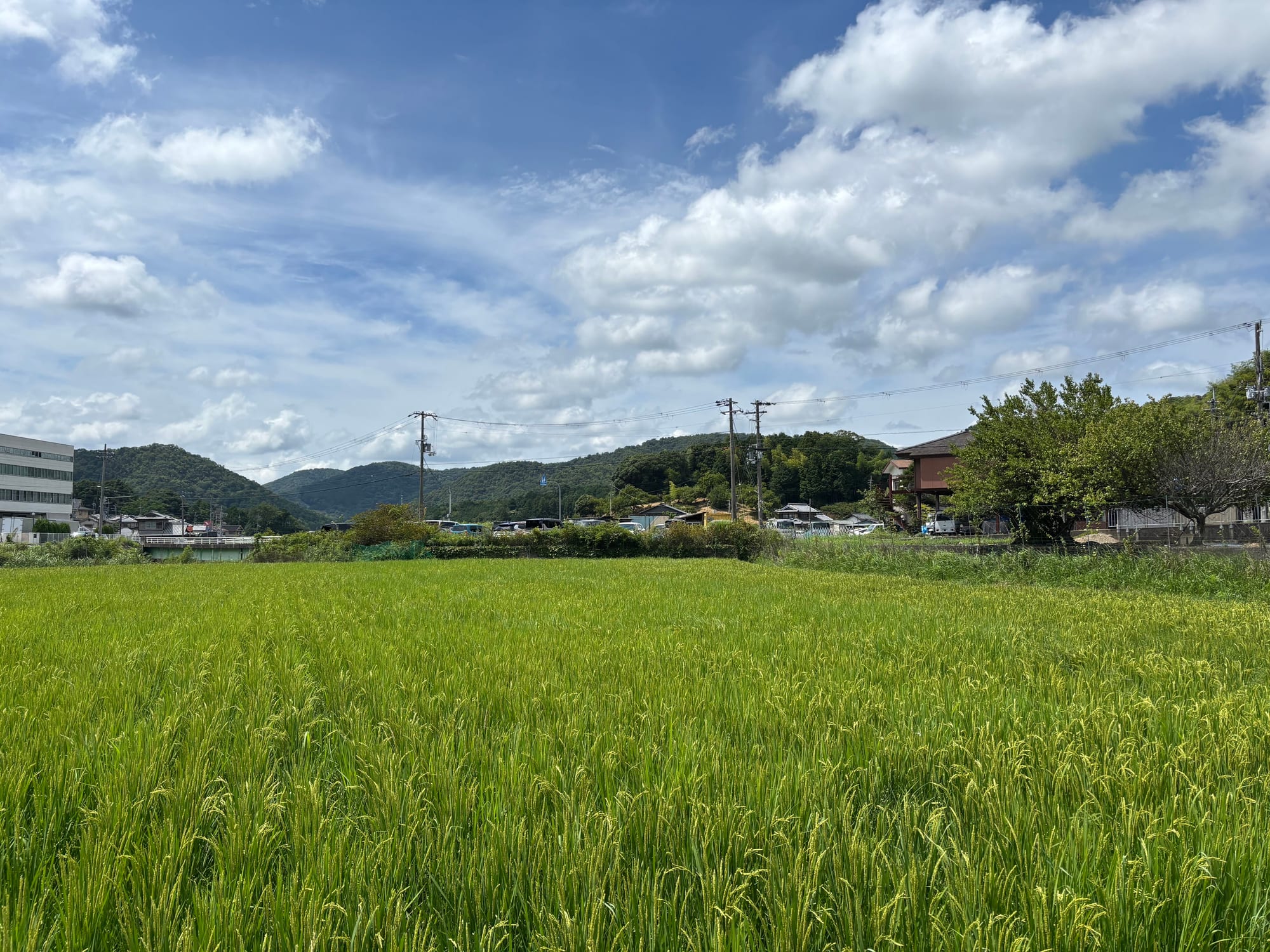 穂が出そろった田んぼ。奥に集落と、重なった山並み。